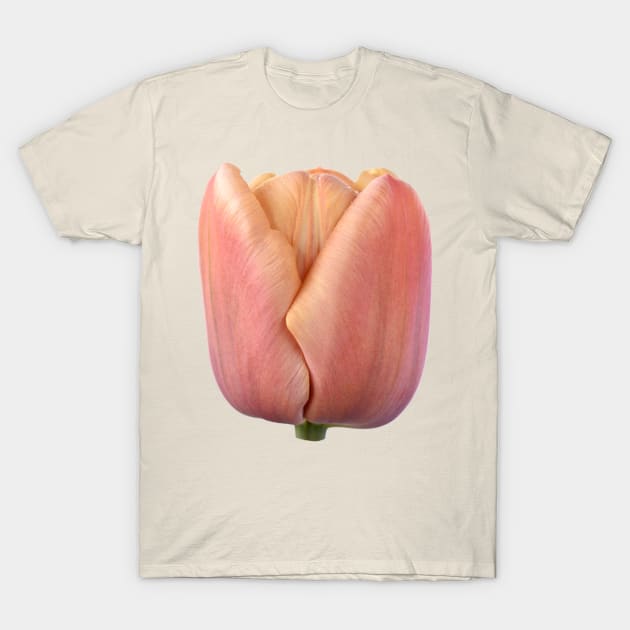 Tulipa &#39;La Belle epoque&#39;  Double Early Tulip T-Shirt by chrisburrows